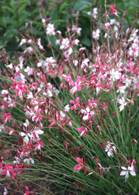 Gaura neopolitanum